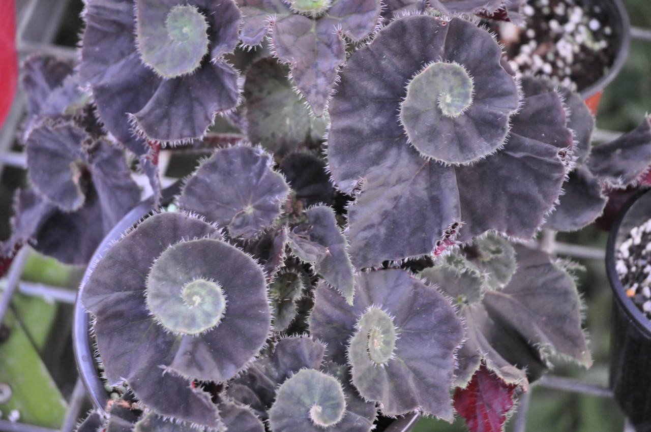 B. ‘Curlicious’